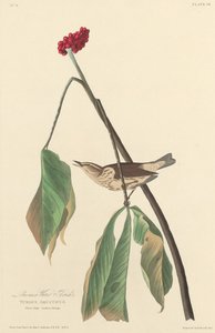 Zorzal acuático de Luisiana de Robert Havell after John James Audubon