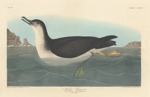 Pardela Manks de Robert Havell after John James Audubon