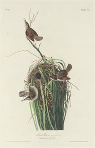 Chochín de pantano de Robert Havell after John James Audubon