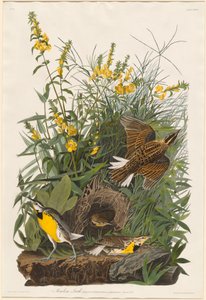 Alondra de pradera de Robert Havell after John James Audubon