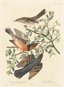 Sinsonte de Montaña y Zorzal Variado de Robert Havell after John James Audubon