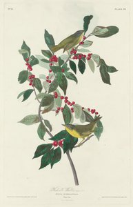 Reinita de Nashville de Robert Havell after John James Audubon