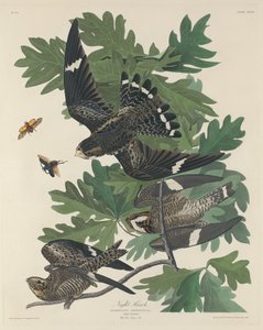 Halcón nocturno de Robert Havell after John James Audubon