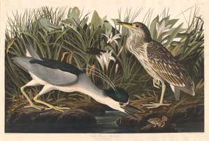 Garceta nocturna o Qua bird de Robert Havell after John James Audubon