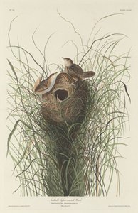 Chochín Menor de Nuttall de Robert Havell after John James Audubon