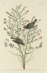Reinita coronada de naranja de Robert Havell after John James Audubon