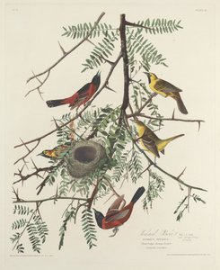 Orchard Oriole de Robert Havell after John James Audubon