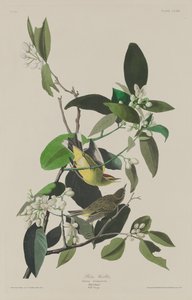 Reinita palmera de Robert Havell after John James Audubon
