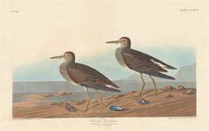 Correlimos Pectoral de Robert Havell after John James Audubon