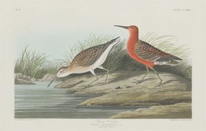 Zarapito pigmeo de Robert Havell after John James Audubon