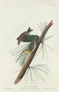 Reinita trepadora de pino de Robert Havell after John James Audubon