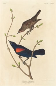 Estornino de la pradera de Robert Havell after John James Audubon