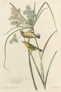 Reinita de las praderas de Robert Havell after John James Audubon