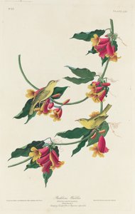 Reinita de Rathbone de Robert Havell after John James Audubon