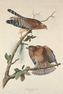Halcón de hombros rojos de Robert Havell after John James Audubon