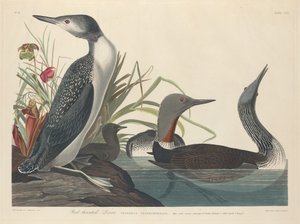 Colimbo ártico de Robert Havell after John James Audubon