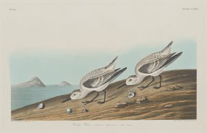 Chorlito rojizo de Robert Havell after John James Audubon