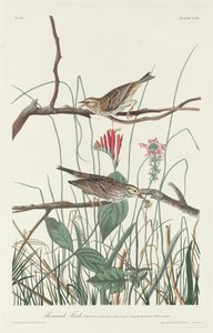 Pinzón de la Sabana de Robert Havell after John James Audubon