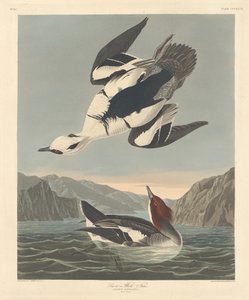 Serreta chica o monja blanca de Robert Havell after John James Audubon
