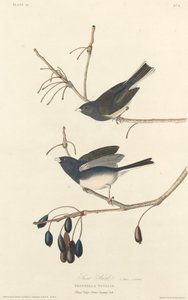 Pájaro de nieve de Robert Havell after John James Audubon