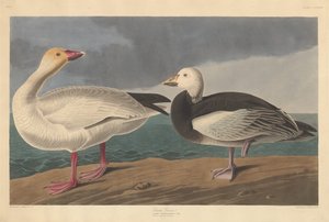 Ganso de Nieve de Robert Havell after John James Audubon