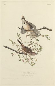 Gorrión cantor de Robert Havell after John James Audubon