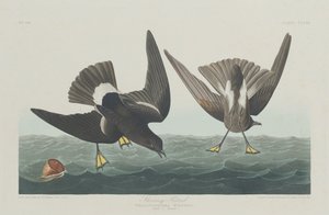 Petrel tormentoso de Robert Havell after John James Audubon