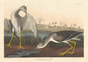 Diosito Chismoso de Robert Havell after John James Audubon