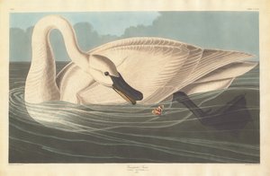 Cisne trompetero de Robert Havell after John James Audubon