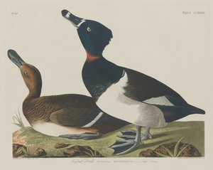 Porrón moñudo de Robert Havell after John James Audubon