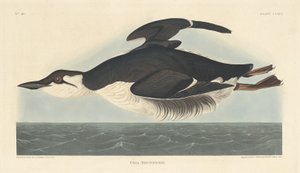 Uria Brunnichii de Robert Havell after John James Audubon