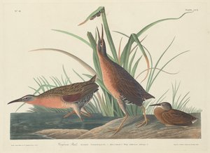 Rascón de Virginia de Robert Havell after John James Audubon