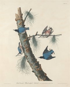 Trepador pechiblanco de capucha negra de Robert Havell after John James Audubon