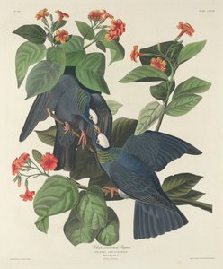 Paloma de corona blanca de Robert Havell after John James Audubon