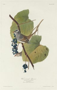 Gorrión de corona blanca de Robert Havell after John James Audubon