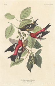 Piquituerto Aliblanco de Robert Havell after John James Audubon