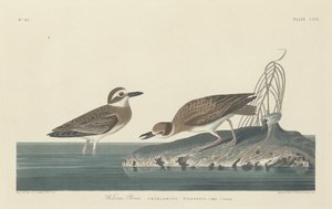 Chorlito de Wilson de Robert Havell after John James Audubon