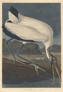 Ibis de madera