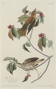 Zorzal de madera de Robert Havell after John James Audubon