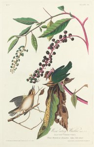 Reinita devoradora de gusanos de Robert Havell after John James Audubon