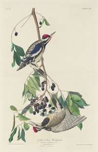 Pájaro carpintero de vientre amarillo de Robert Havell after John James Audubon