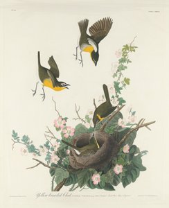 Reinita Pechiamarilla de Robert Havell after John James Audubon