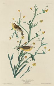Reinita de Garganta Amarilla de Robert Havell after John James Audubon