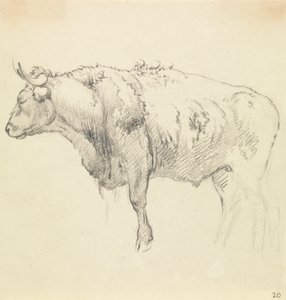 Un toro de Robert Hills
