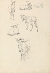 Un burro, seis estudios: Tumbado, andando, de pie, sentado de Robert Hills