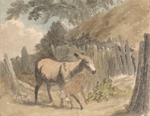 Un burro y un potro