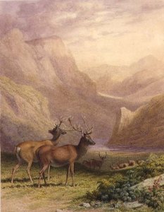 Ciervos en las tierras altas de Robert Hills