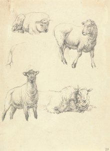 Ovejas