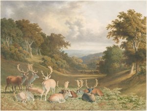 Ciervos en Knole Park, Kent de Robert Hills