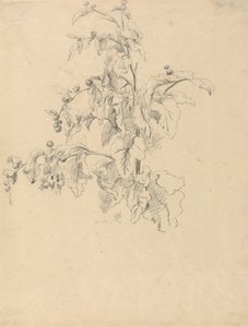 Estudio del follaje de Robert Hills